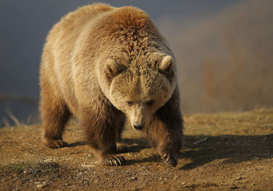 Potjera za medvjedom na Alpima: Krvoločna životinja ubila mladića (26) na trčanju, mještani u strahu (FOTO, VIDEO)
