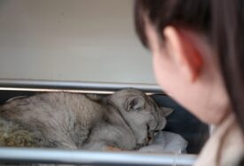 Mačka ispod ruševina preživjela 49 dana: Vlasnica danima dolazila i tražila kućnog ljubimca (FOTO)