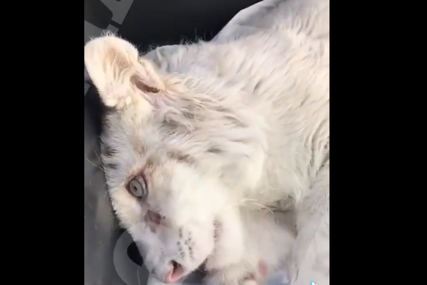 Pronađeno ispod kante za smeće: Mladunče bijelog tigra spaseno u posljednji momenat (VIDEO)