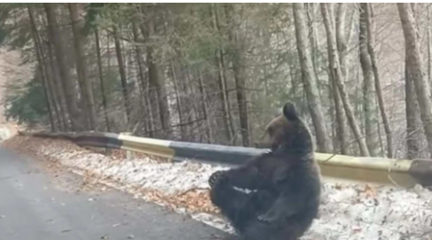 Medvjed sjedi kraj puta na Tari