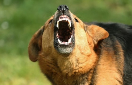 Pas otvorio usta