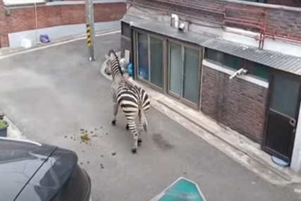 Zebra na ulici