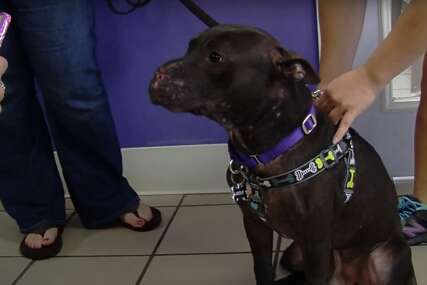 Tužna priča sa srećnim krajem: Zlostavljano štene kojem je pucano u lice dobilo novu priliku za život (VIDEO)