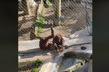 Dječaku je flašica pala blizu orangutana: Majmunica je na genijalan način uspjela dohvatiti (VIDEO)