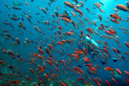 Kamere ulovile nevjerovatan prizor: Snimljena riba na DUBINI OD 8.336 METARA (FOTO)