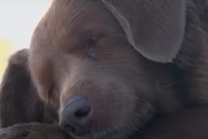 Bobi i njegova priča: Ovo je najstariji pas na svijetu (VIDEO)