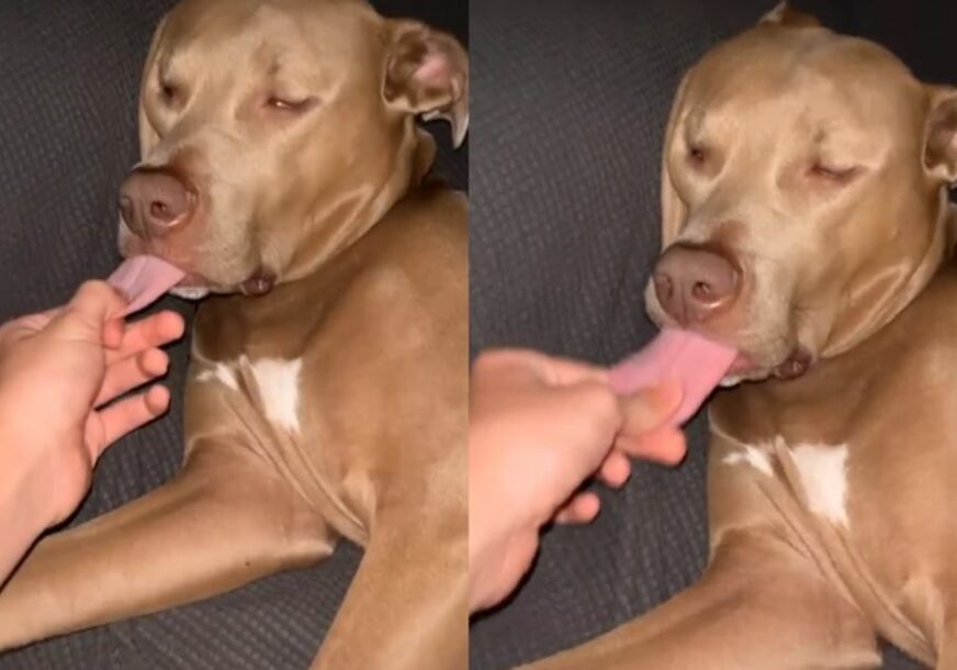 Drži psa za jezik