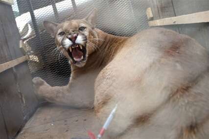 Nevjerovatna scena u Koloradu: Puma napala muža i ženu u đakuziju