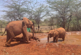 Ove bebe imaju stvarno slonovsko pamćenje: Potresna priča iz sirotišta u Keniji (VIDEO, FOTO)