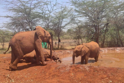 Sirotište za slonove u Keniji