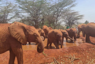 Sirotište za slonove u Keniji