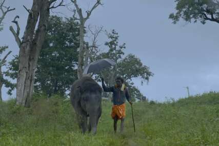 POSTAO PRAVA ZVIJEZDA Turisti posjećuju slona iz  filma nagrađenog Oskarom (VIDEO)