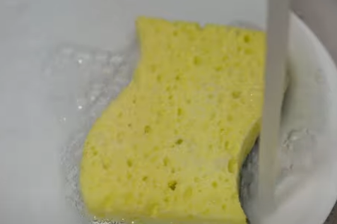 spužva