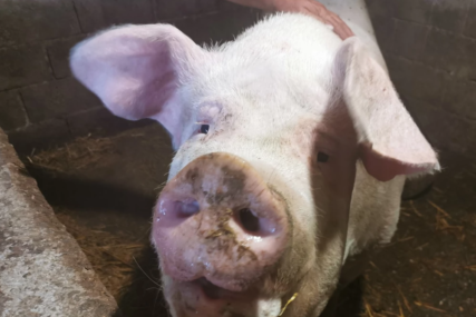 Upozorenje i zabrane: U Crnoj Gori registrovan prvi slučaj afričke kuge svinja