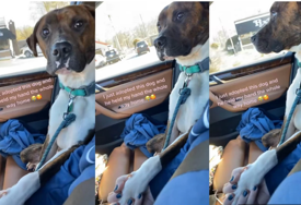 Ovaj video će vas RASTOPITI: Usvojeni pas šapom drži vlasnicu za ruku na putu ka novom domu (VIDEO)