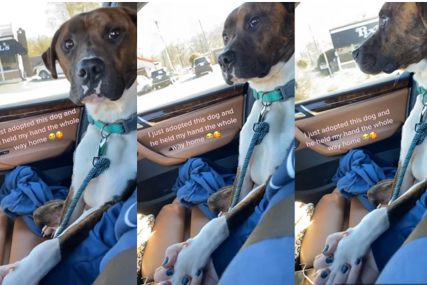 Ovaj video će vas RASTOPITI: Usvojeni pas šapom drži vlasnicu za ruku na putu ka novom domu (VIDEO)