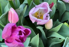 Njihovim bojama svi se dive: Tri proljetna cvijeta koje će obogatiti svako dvorište