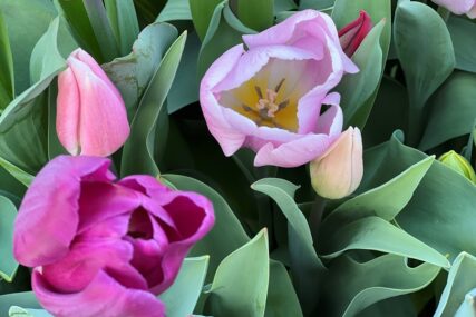 Njihovim bojama svi se dive: Tri proljetna cvijeta koje će obogatiti svako dvorište