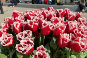 Festival tulipana u Amsterdamu