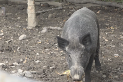 Umjesto na ražnju, završio kao ljubimac: Srećko ima skoro 10 godina, 450 kilograma i nevjerovatnu sudbinu