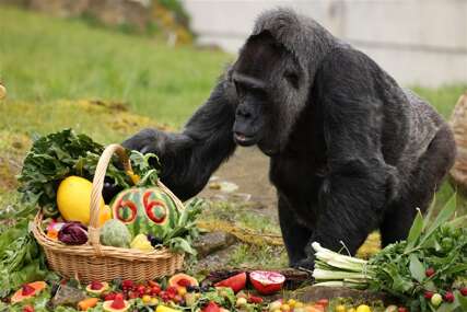 ZNAČAJAN DAN ZA FATU Najstarija gorila na svijetu proslavila 66. rođendan