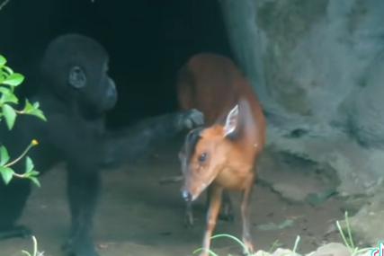Kako su simpatični: Mladunče gorile pomazilo svog novog prijatelja (VIDEO)