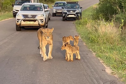 Brižna kao i svaka druga majka: Lavica sa svojim mladuncima zaustavila saobraćaj (VIDEO)