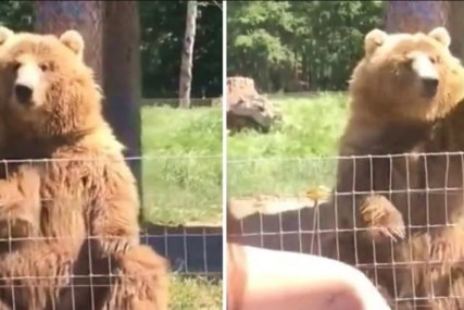 Medvjed hvata hranu