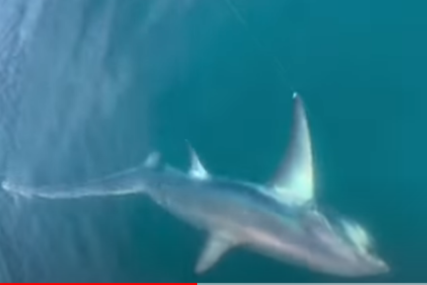 Blizak susret sa morskim psom: Dječak upecao ribu tešku više od 100 kg (VIDEO)