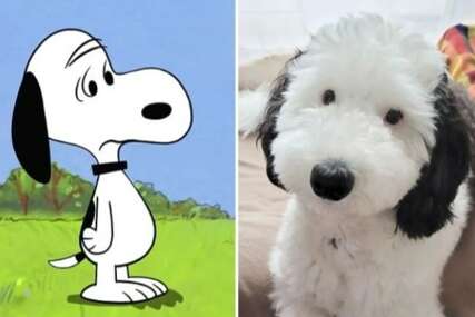Pas podsjeća na lika iz animiranog filma