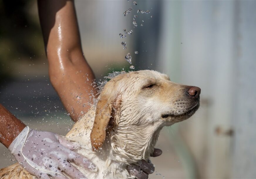 Pas se kupa