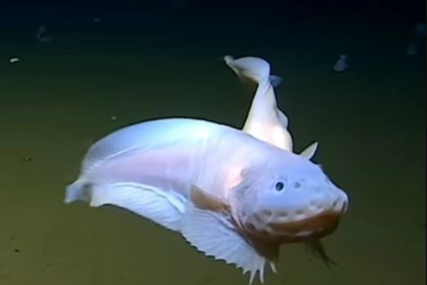 Naučnici snimili neobičan prizor: Ova vrsta ribe živi u najdubljivm dijelovima naše planete (VIDEO)