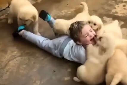 Beba i 7 štenaca: Nešto ovako slatko niste dugo vidjeli (VIDEO)