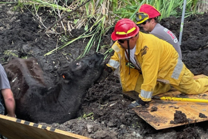 Spasio je "šaptač kravama": Vatrogasci spasili kravu koja je 24 sata bila zarobljena u blatu (FOTO)