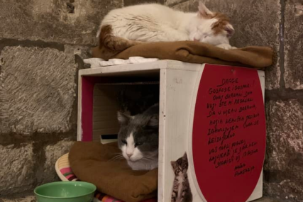 Građani ostavljaju dirljive poruke i opraštaju se od Anastazije: Uginula mačka koju su vlasti u Dubrovniku izbacile iz njene kućice (FOTO)