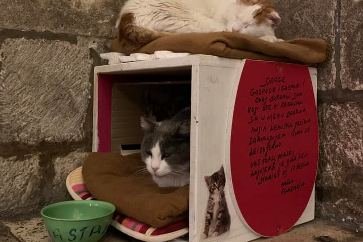 Uginula ulična mačka Anastazija, koju su vlasti u Dubrovniku izbacile iz njene kućice
