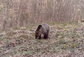 MRKI MEDVJED SA CERA STIGAO NA FRUŠKU GORU Stručnjaci smiruju javnost, poručuju da će se vratiti odakle je došao