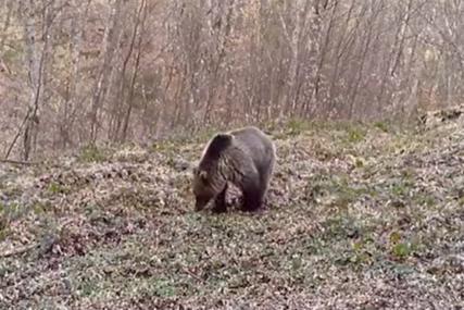 Probudio se iz zimskog sna i šalje pozdrave: Snimak mrkog medvjeda uljepšaće vam ostatak dana (VIDEO)