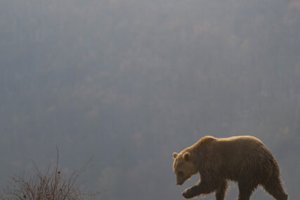 Medvjed šeta