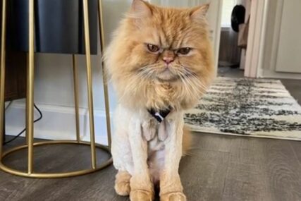 Ošišana perzijska mačka