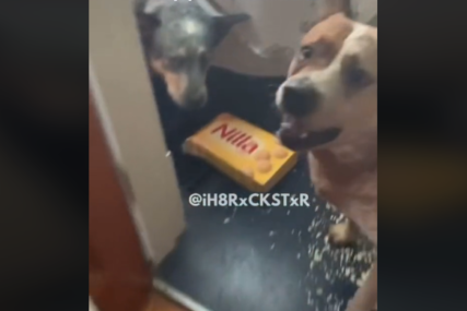 OVO JE URNEBESNO Sinhronizovan snimak psa koji cinkari drugog psa za pojedenu hranu (VIDEO)