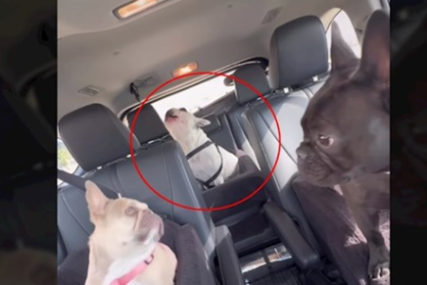 Ovo morate poslušati: Pas na urnebesan način pokazuje nezadovoljstvo što ne sjedi na prvom sjedištu (VIDEO)