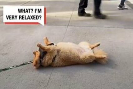 Kralj drame: Ovaj pas kad mu dosadi šetnja jednostavno legne na trotoar i pravi se mrtav (VIDEO)