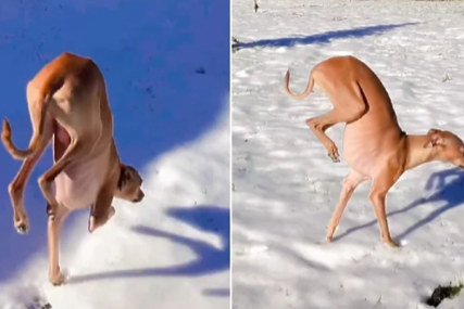 "Kakav umjetnik" Pas mrzi snijeg pa je smislio genijalan način na koji ga pokušava što manje dotaći (VIDEO)