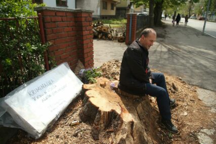 "Kriminalna ekocid sječa" Drvo staro 100 godina posječeno u parku "Mladen Stojanović" (FOTO)