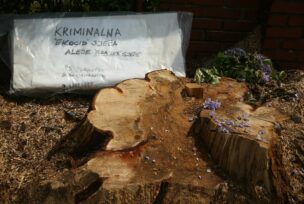 Posječeno drvo staro 100 godina u Aleji kod parka Mladen Stojanović