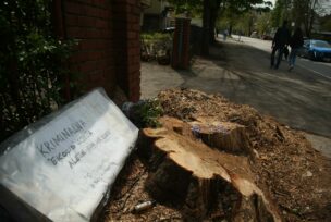 Posječeno drvo staro 100 godina u Aleji kod parka Mladen Stojanović