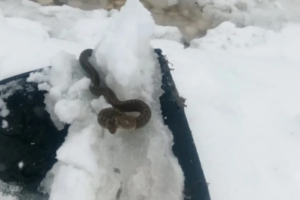 "Ponadala se da je stiglo proljeće" Milorad čistio snijeg, pa našao zmiju, ono što je učinio oduševilo mnoge
