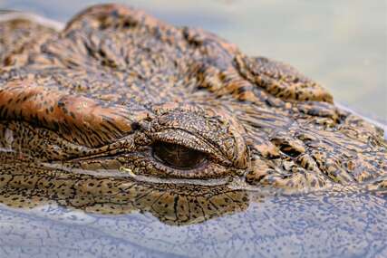 Tragičan ishod potrage: Tijelo nestalog ribara pronađeno u krokodilu