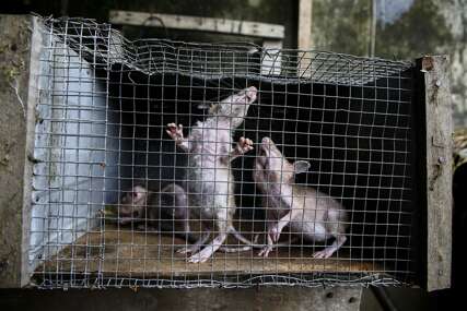 Užas u Velikoj Britaniji: Širom zemlje invazija više od 150 miliona krupnih pacova